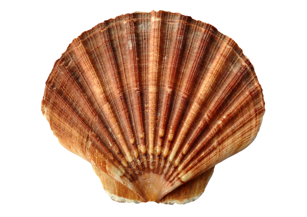 sea, shell, clam-1162744.jpg